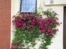 Clematis